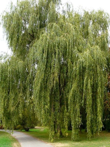 Salix alba "Tristis"(=S.sepulcralis "Tristis")