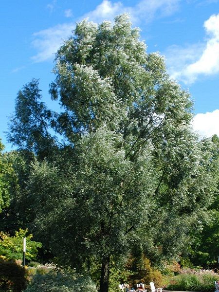 Salix alba "Liempde"