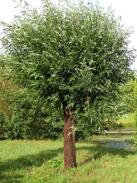 Salix acutifolia"Pendulifolia"(S.pendulifolia)