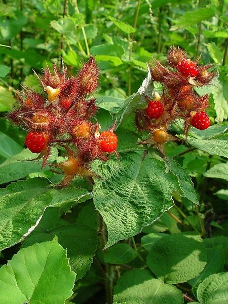 Rubus henryi(north western China,Tibet)