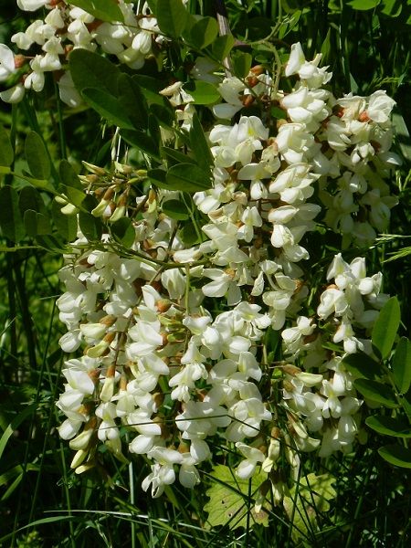 Robinia pseudoacacia "Monophylla"
