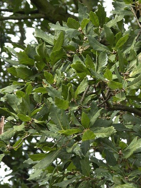 Quercus turneri"Pseudoturneri"