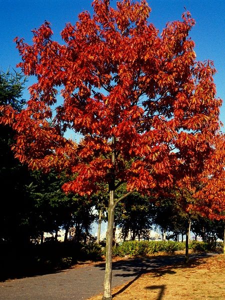 Quercus rubra Reed Oak(eatern North America)