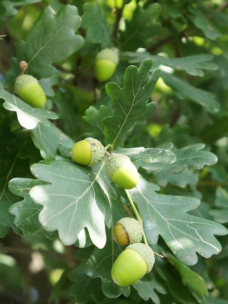 Meşe Ağacı Quercus robur, 80-100 cm, Saksıda