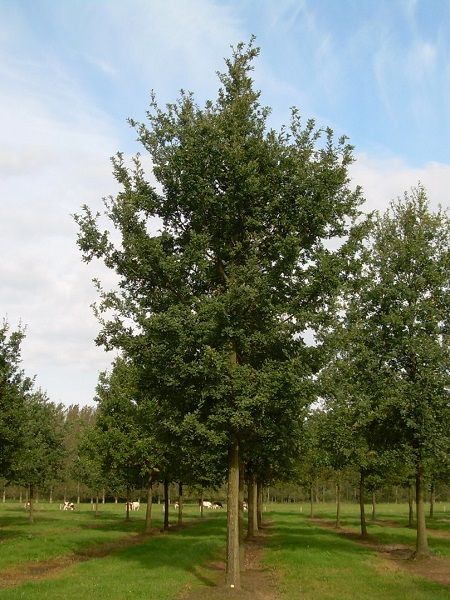 Meşe Ağacı Quercus robur, Saksıda