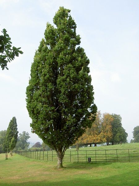 Quercus robur"Fastigiata"
