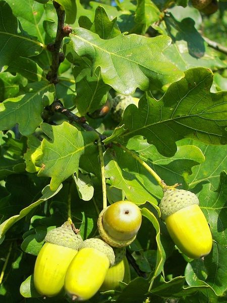Quercus robur- Common Oak,English Oak