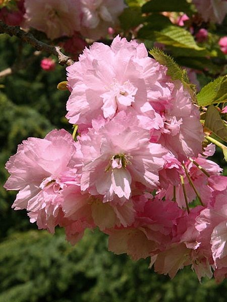 Prunus serrulata"Pink Perfection"
