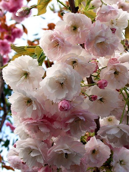Prunus serrulota"Shimidsu"