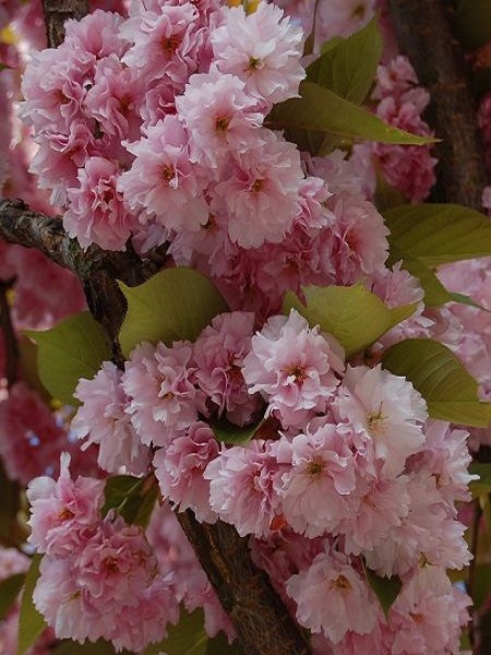 Prunus serrulata(Japan)