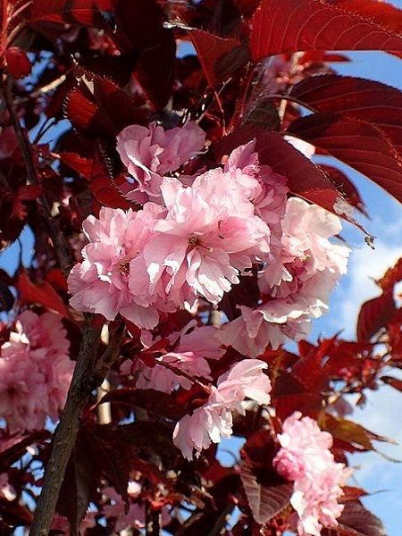 Kırmızı Yapraklı Süs Kirazı Prunus serrulata Royal Burgundy, 40-60 cm, Saksıda