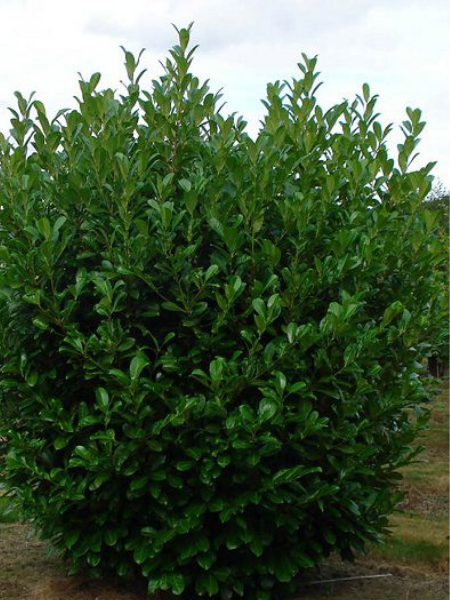 Prunus laurocerasus "Rotundifolia"