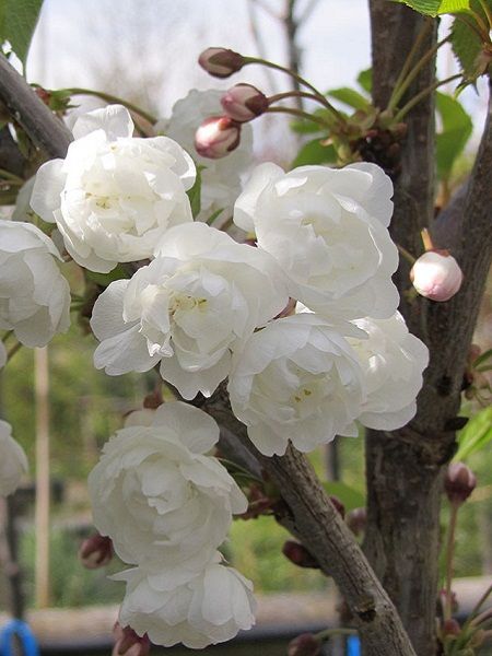Prunus avium "Plena"-Double Gean