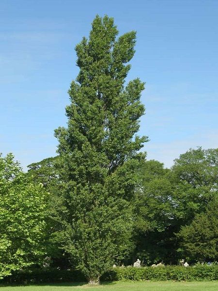 Populus nigra"İtalica"