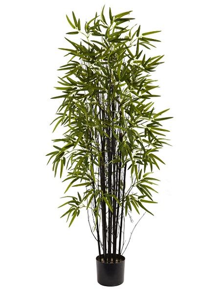 Physocarpus nigra-Black Bamboo
