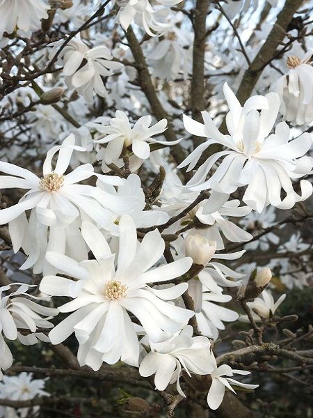 Magnolia loebneri"Merrill"