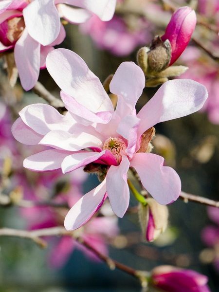 Magnolia loebneri"Leonard Messel"