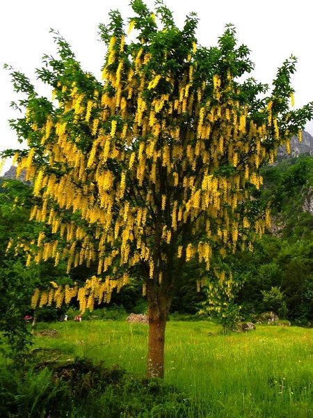 Sarı Salkım Ağacı Laburnum Anagyroides, 80-100 cm, Saksıda