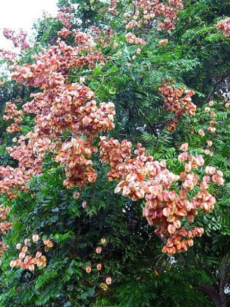 Koelreuteria paniculata -China Tree.Golden Rain Tree Pride of İndia(eastern Asia)