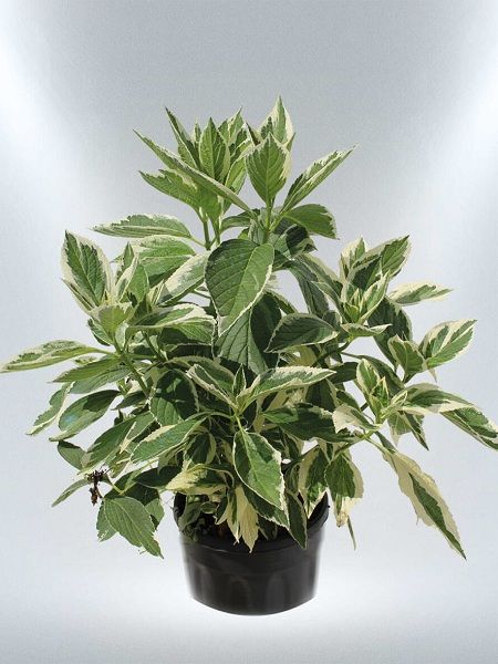 Alaca Yapraklı Ortanca Hydrangea macrophylla Variegata, Saksıda