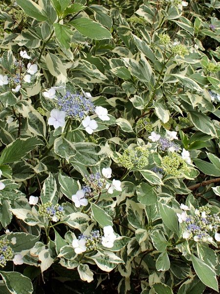 Ortanca Fidanı Alaca Yapraklı Hydrangea macrophylla Variegata, Saksıda