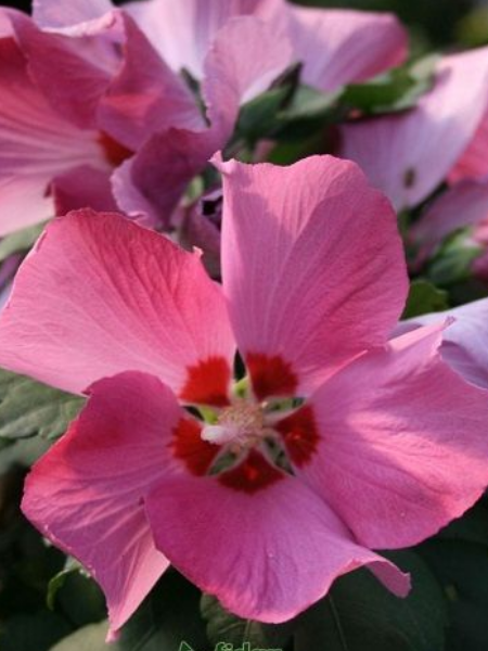 Hibiscus "Woodbridge"