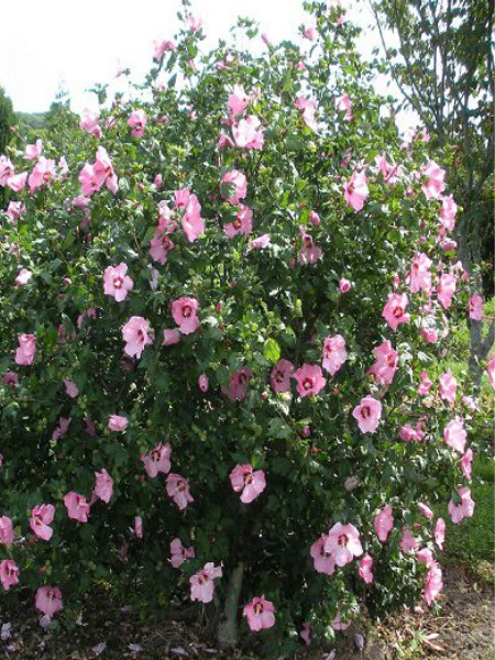 Hibiscus Ardens, (Ağaç Hatmi), Saksıda