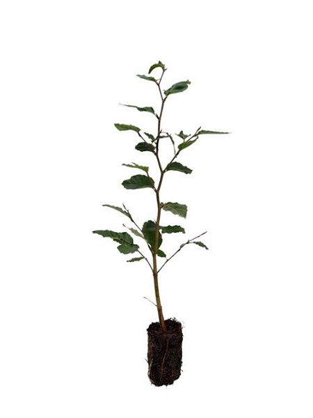 Kayın Ağacı Fagus sylvatica, 60-80 cm, Saksıda