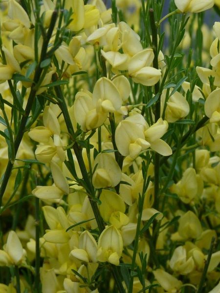 Açık Sarı Çiçekli Katır Tırnağı Cytisus praecox Allgold, İTHAL, Saksıda