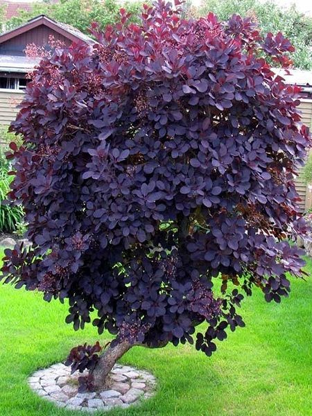 Duman Ağacı Bordo Yapraklı Cotinus coggygria Royal Purple, 20-30 cm, Saksıda	