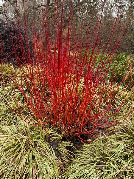 Kırmızı Süs Kızılcığı Cornus alba Red, 80-100 cm, Saksıda