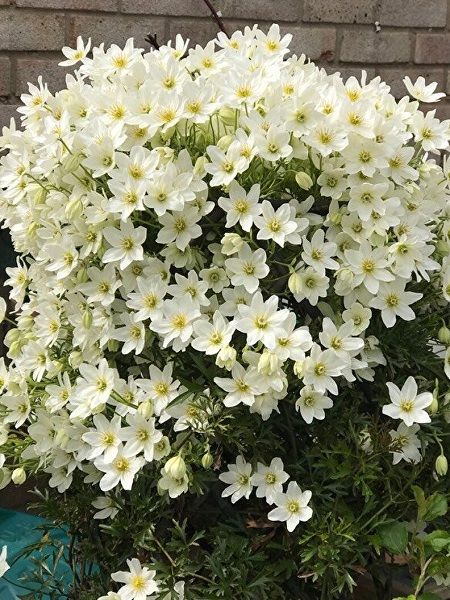 Yaban Asması Yaprak Dökmeyen Beyaz Çiçekli Clematis Cartmanii Joe, +150 cm, Saksıda