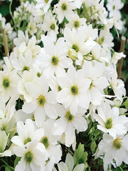 Yaban Asması Beyaz Çiçekli Clematis Early Sensatıon, Saksıda