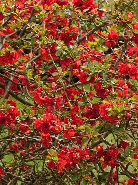 Kırmızı Çiçekli Bahar Dalı Chaenomeles japonica, 120 cm Saksıda