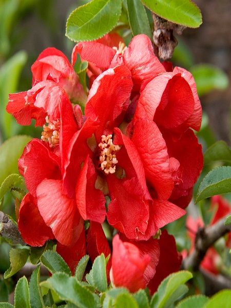 Kırmızı Çiçekli Bahar Dalı Chaenomeles japonica, 40-50 cm Saksıda