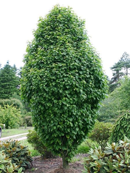 Carpinus betulus "Fastigiata Monument"