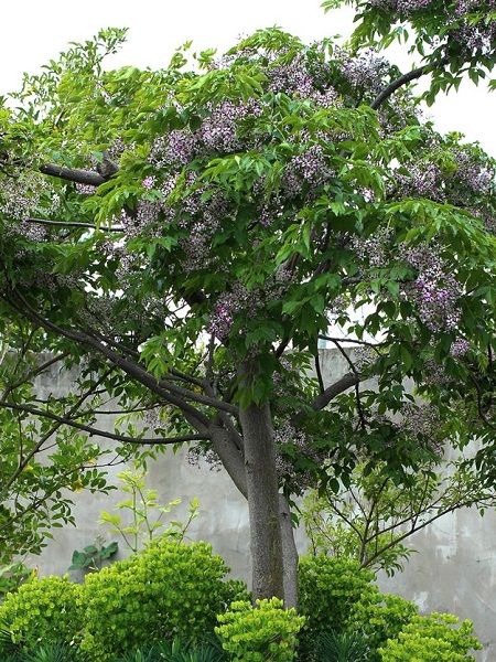 Tesbih Ağacı Melia azedarach Chinaberry, Saksıda