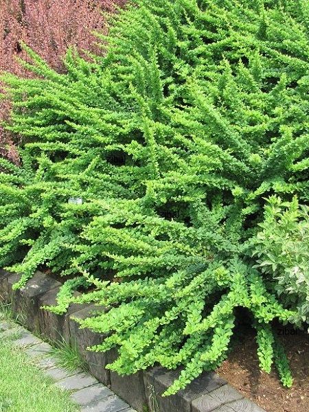 Hanım Tuzluğu Yeşil Kırmızı Berberis thunbergii Green Carpet, 20-40 cm, Saksıda