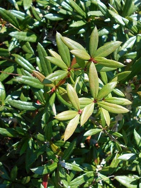 Berberis hybrido gagnepainii Chenaultil, Saksıda