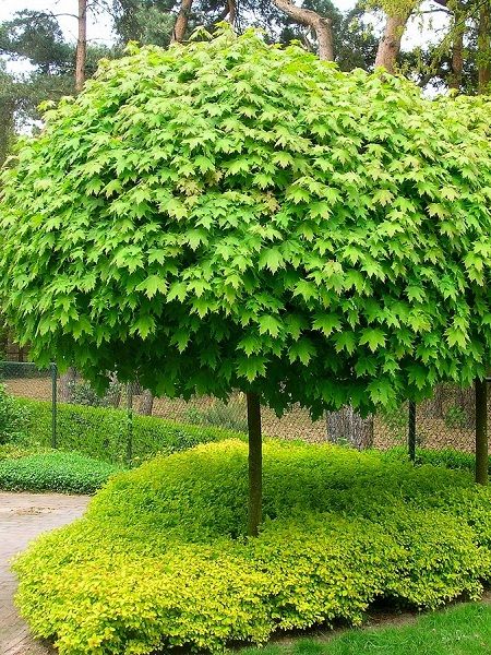 Acer platanoides"Globosum"