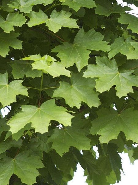 Acer platanoides"Farlakes Green"