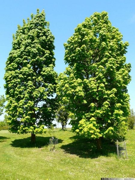 Acer platanoides"Columnare"