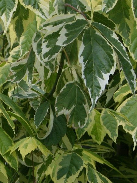 Acer negundo "Aureo-variegatum"