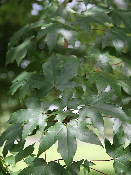 Acer neglectum "Annae"