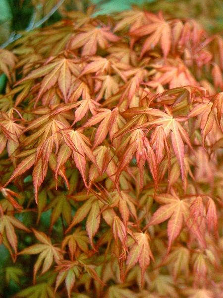 Akçaağaç Kırmızı Kenarlı Acer palmatum Katsura, 60-80 cm, İTHAL, Saksıda