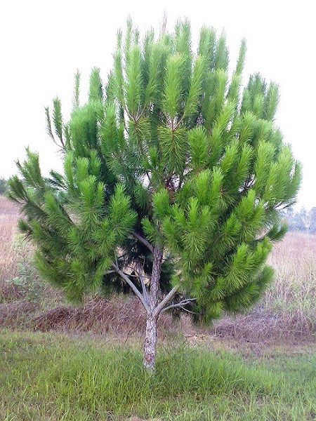 Fıstık Çamı Fidanı Pinus pinea, 40-60 cm, Tüplü