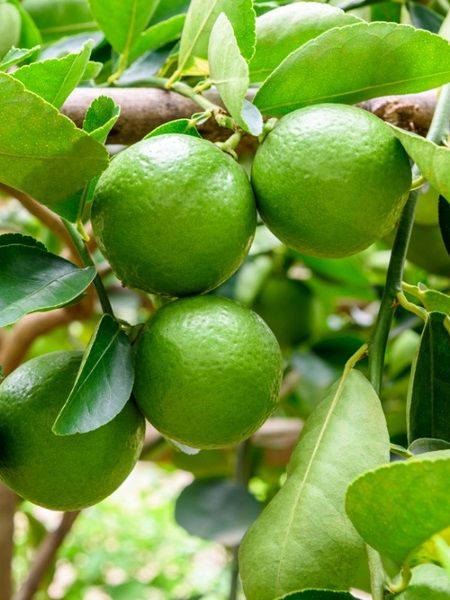 Limon Fidanı Misket Citrus aurantifolia Lime, +4-5 Yaş, Saksıda