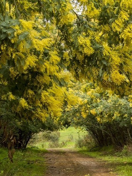Mimoza Ağacı Acacia dealbata Mimosa, +150 cm, Saksıda 