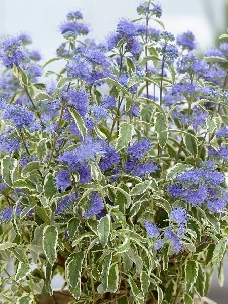 Alacalı Mavi Sakal Çiçeği Caryopteris x clandonensis White Surprise, Saksıda