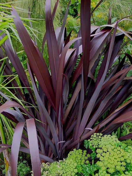 Yeni Zelanda Keteni Koyu Yapraklı Phormium tenax Dark Delight, Saksıda